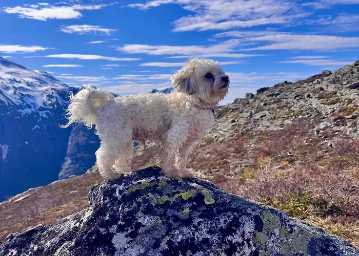 Utsikten Romsdalen Åndalsnes
